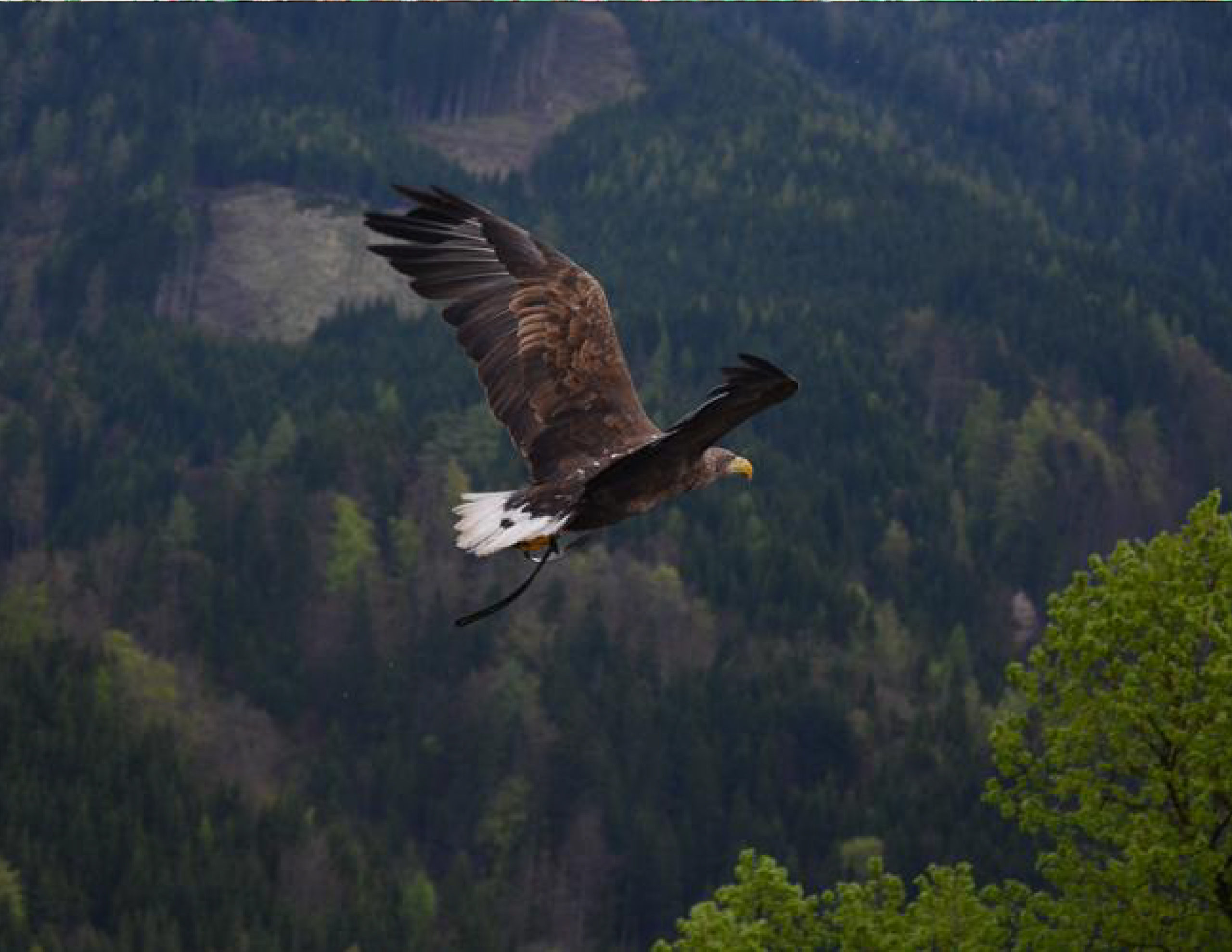 Adler und Wolfspark Kasselburg Eifelpark Kronenburger See