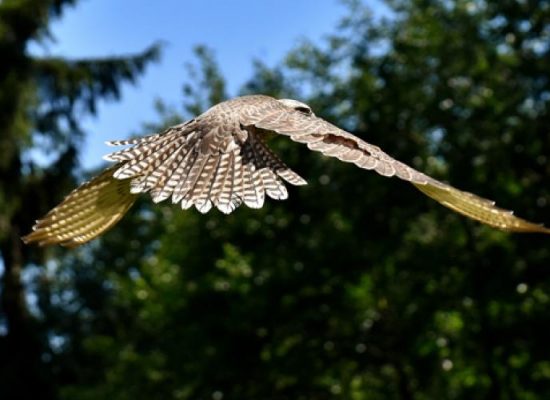 Ein Greifvogel schwingt sich durch die Luft.